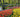 The Planting of 7 Million Bulbs at Keukenhof