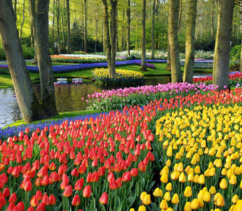 The Planting of 7 Million Bulbs at Keukenhof