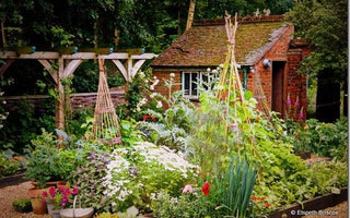 Start Growing Your Own Vegetables