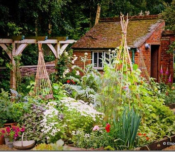 Start Growing Your Own Vegetables