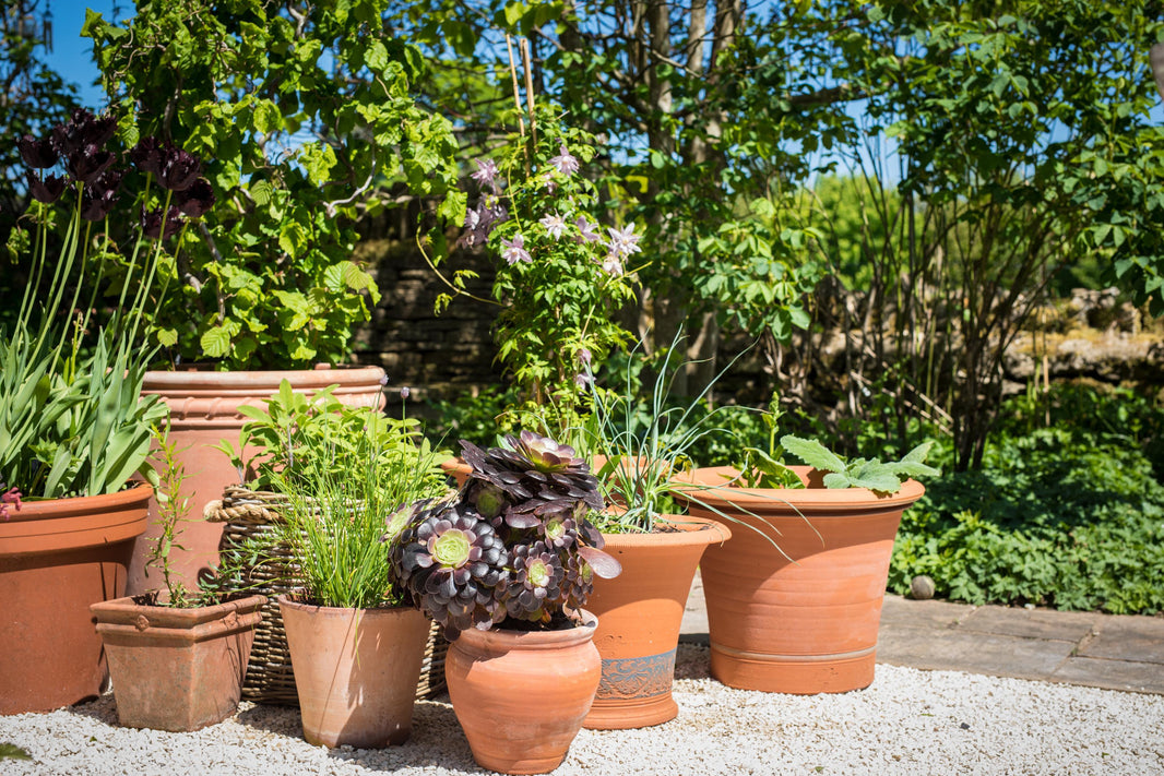 Design Stunning Container Gardens with Chris Beardshaw