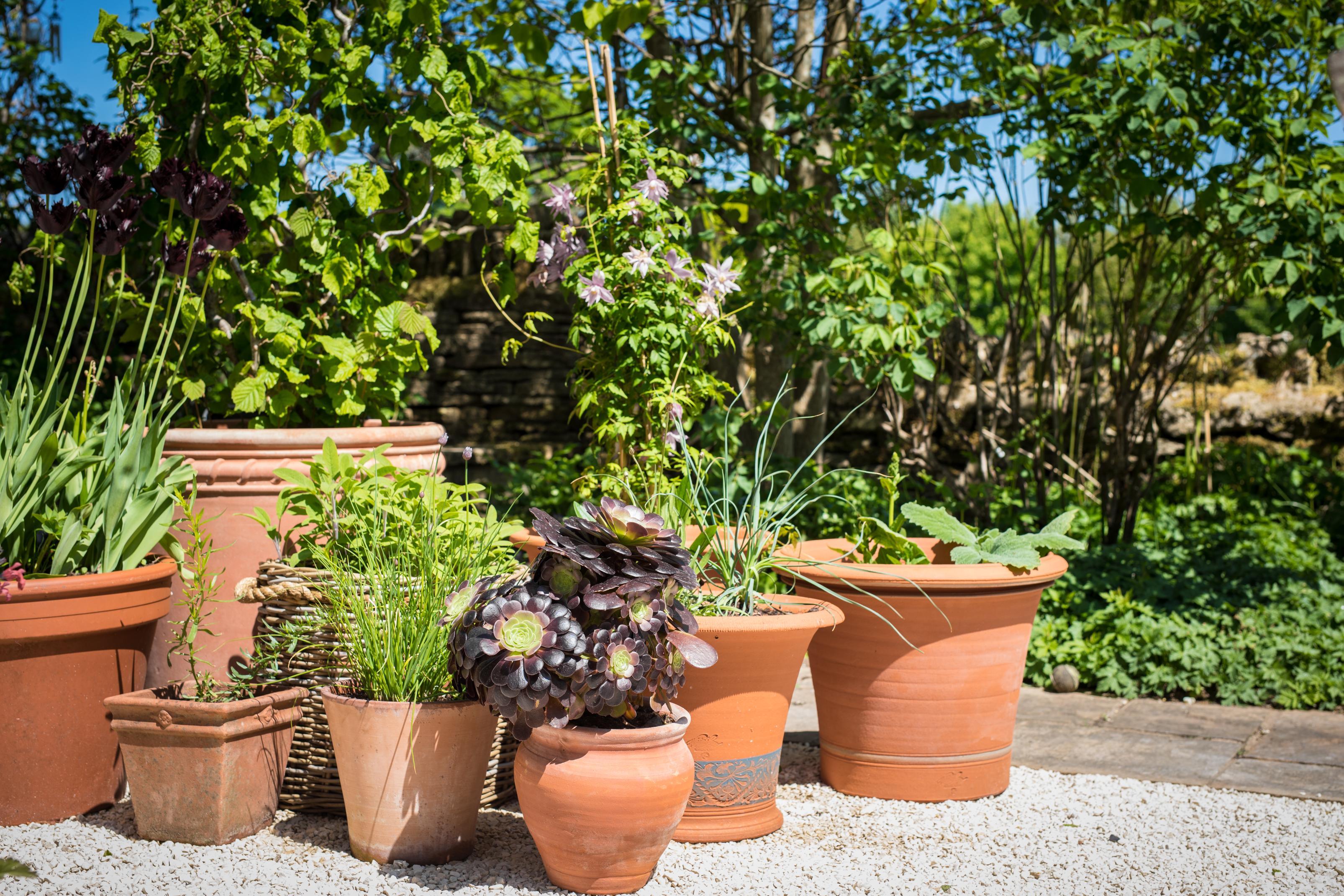 Design Stunning Container Gardens with Chris Beardshaw