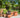 Design Stunning Container Gardens with Chris Beardshaw
