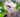 RHS Level 2 Certificate: Principles of Plant Growth and Development