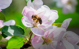 RHS Level 2 Certificate: Principles of Plant Growth and Development