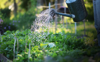 Earn Your RHS Certificate with Learning with Experts