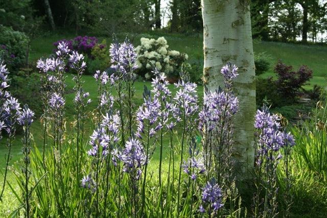 How to plant bulbs for naturalising