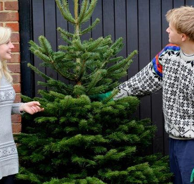 How to care for your Christmas tree