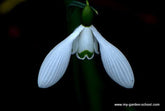 Snowdrops: a new book by Gunter Waldorf