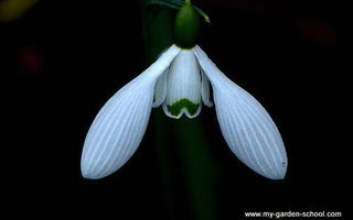 Snowdrops: a new book by Gunter Waldorf