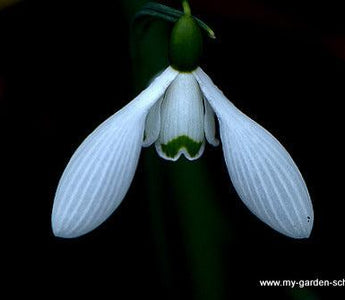 Snowdrops: a new book by Gunter Waldorf