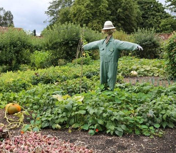 Gardens to visit: Hinton Ampner: A masterpiece of 20th Century Design