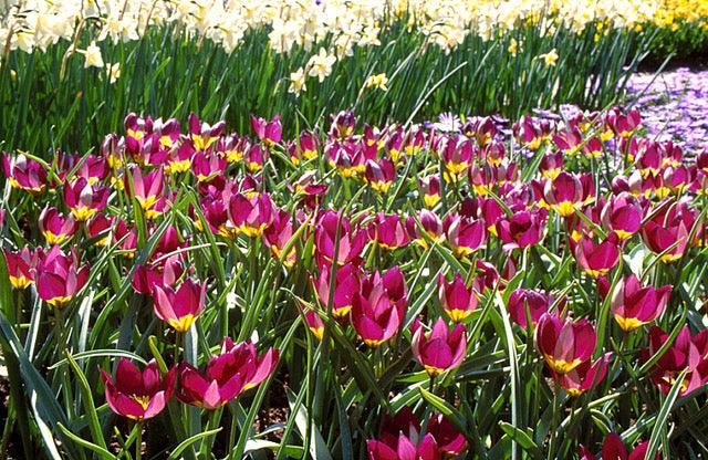 Early Garden Tulips