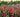 Early Garden Tulips