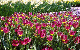 Early Garden Tulips