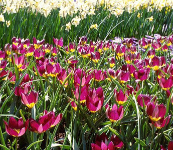 Early Garden Tulips