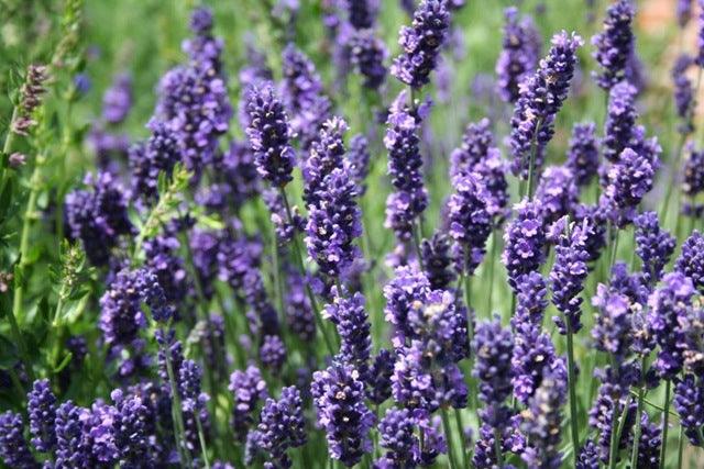 How to grow Lavender