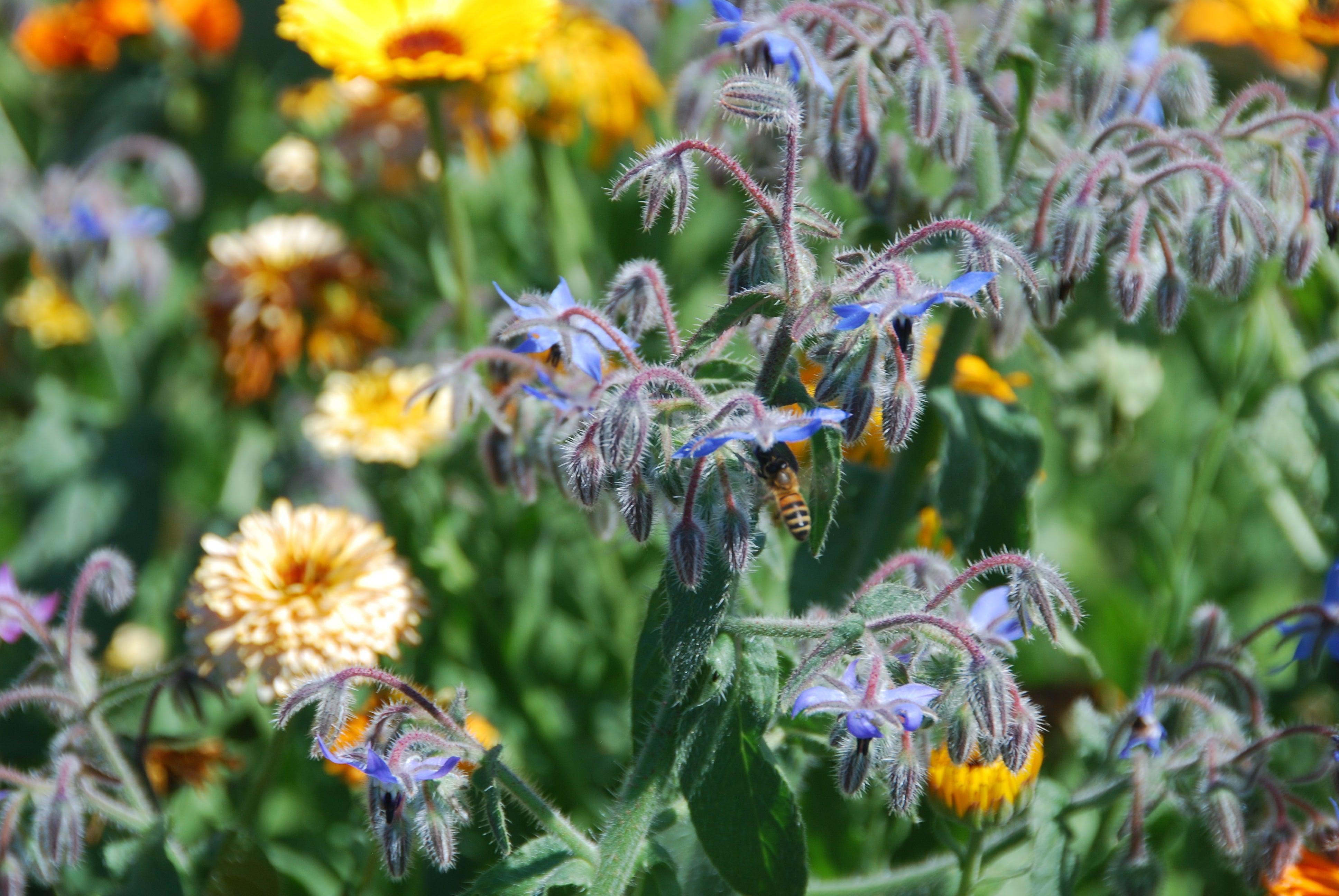 Save Our Bees