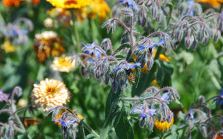 Save Our Bees