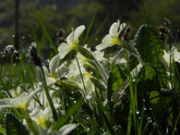 Blue Monday; Plants and gardens make you happy