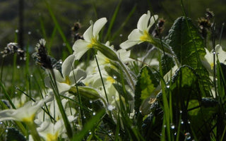 Blue Monday; Plants and gardens make you happy