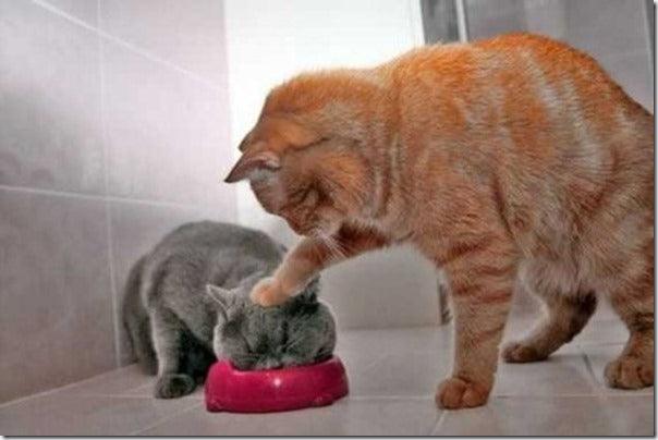 The Best Perfectly Timed Animal Photos Ever