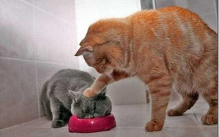 The Best Perfectly Timed Animal Photos Ever