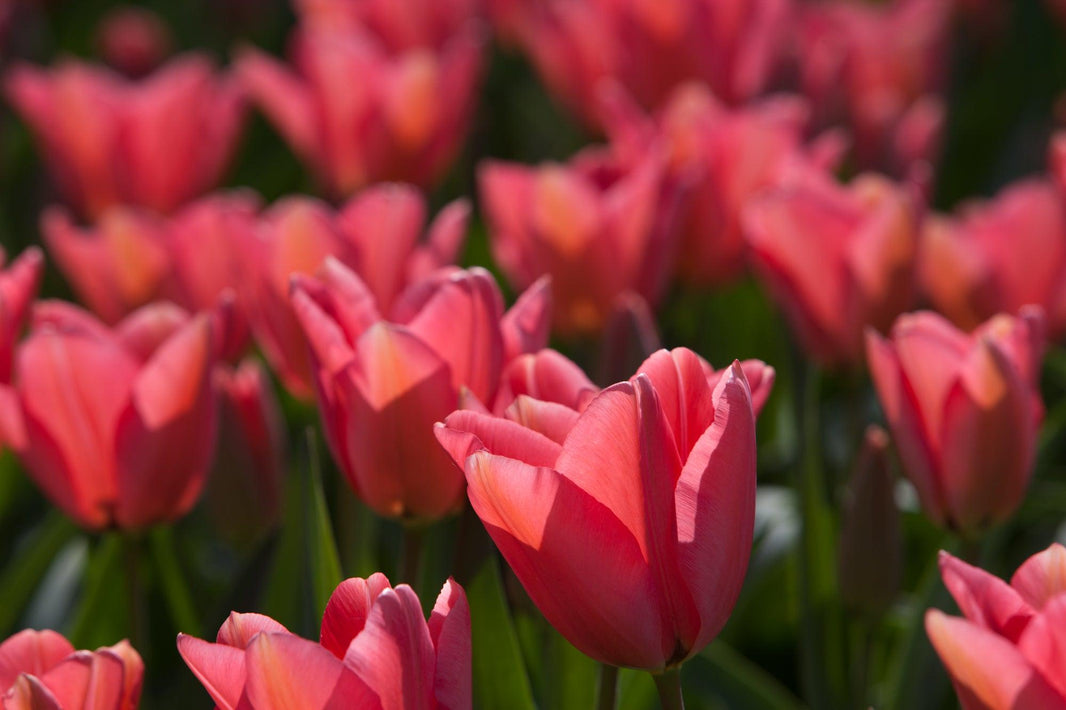 Buying Tulip Bulbs - Size Matters!