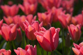 Buying Tulip Bulbs - Size Matters!