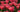Buying Tulip Bulbs - Size Matters!