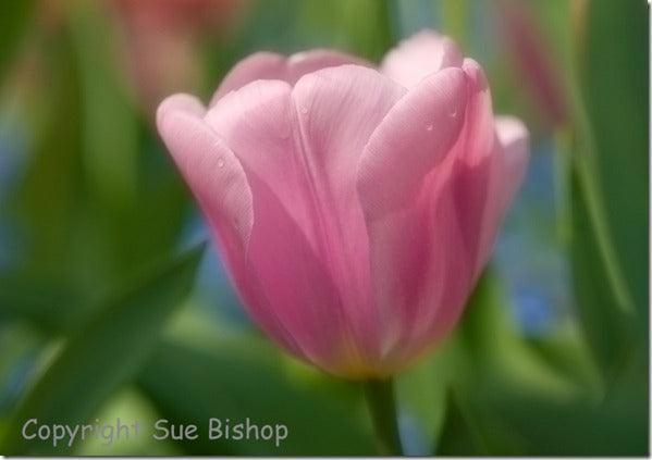A Photographers Diary: Monet's Garden