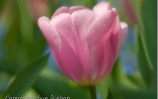 A Photographers Diary: Monet's Garden
