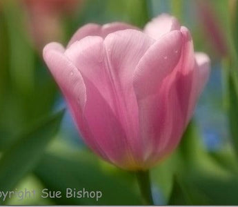 A Photographers Diary: Monet's Garden