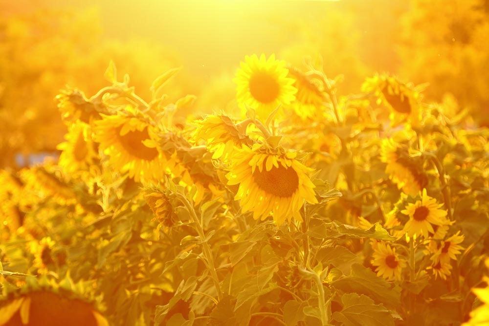 How To Cope With Strong Summer Sunlight