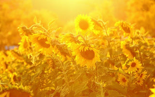 How To Cope With Strong Summer Sunlight