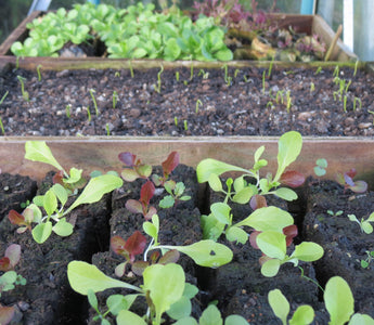 Welcome to the veg plot!