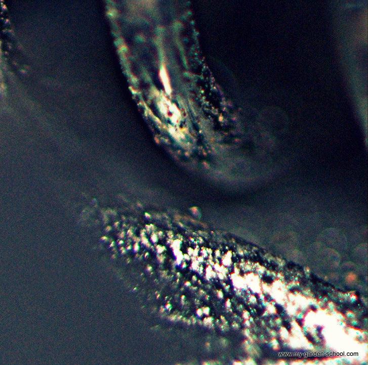 Identify the mystery garden photo... - we just made it easier!!  (win a gardening course worth £145/$230)