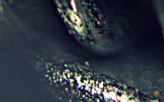 Identify the mystery garden photo... - we just made it easier!!  (win a gardening course worth £145/$230)