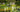 The Telegraph Garden The Chelsea Flower Show 2015