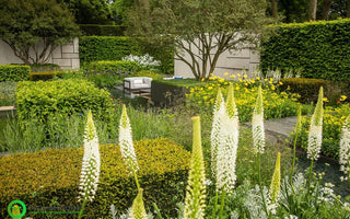 The Telegraph Garden The Chelsea Flower Show 2015