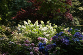 How to grow hydrangeas – shrubs for late summer colour