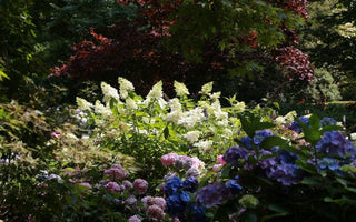 How to grow hydrangeas – shrubs for late summer colour