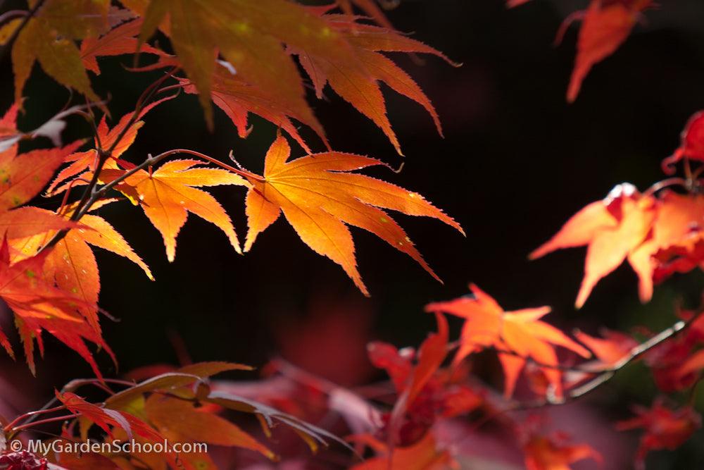 Fall Foliage - The Colours of Autumn