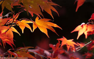 Fall Foliage - The Colours of Autumn
