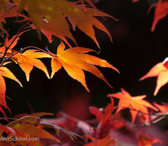 Fall Foliage - The Colours of Autumn