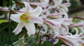 Plan Now for Summer Flowering Bulbs