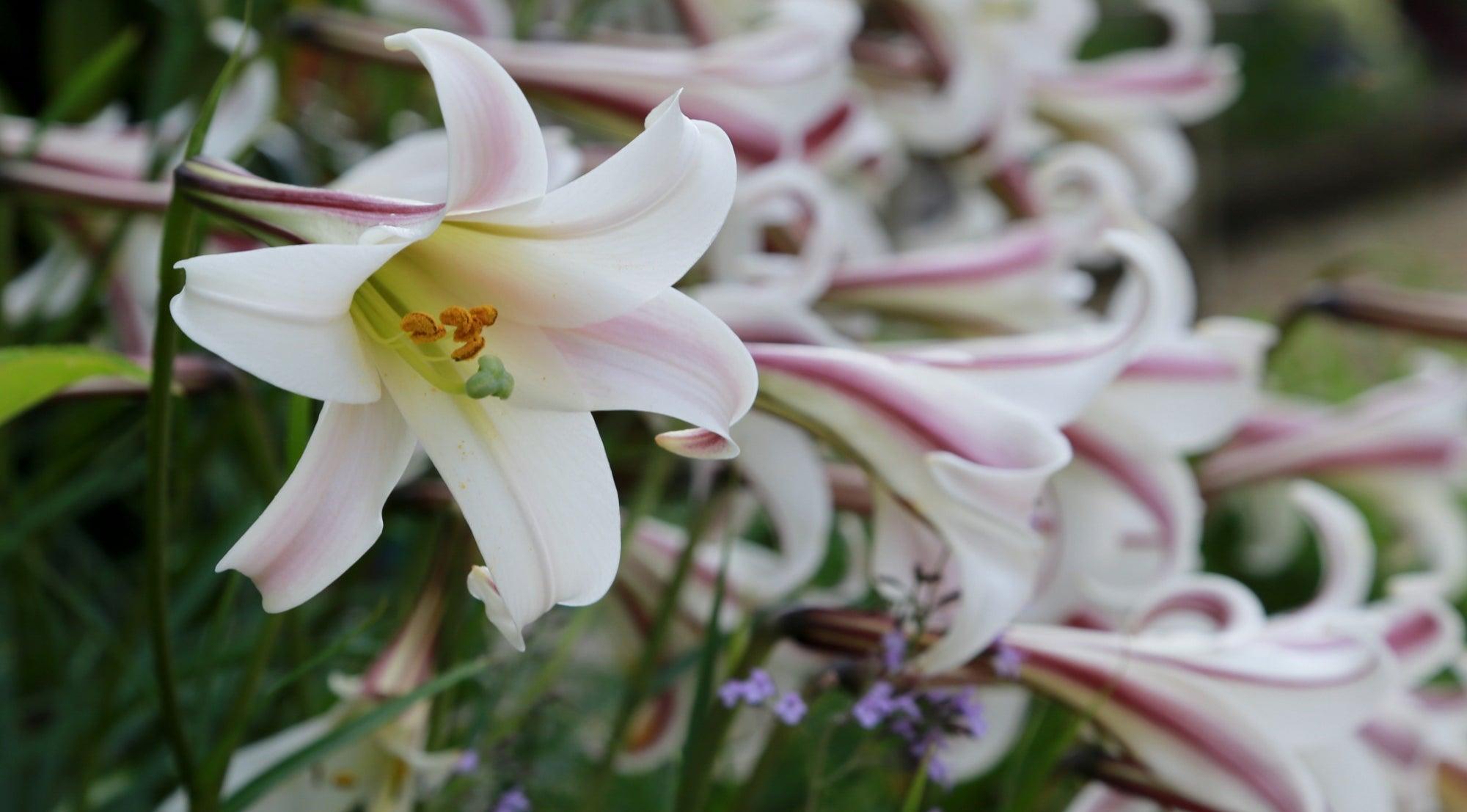 Plan Now for Summer Flowering Bulbs