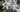 Plan Now for Summer Flowering Bulbs