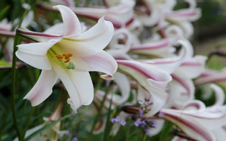 Plan Now for Summer Flowering Bulbs