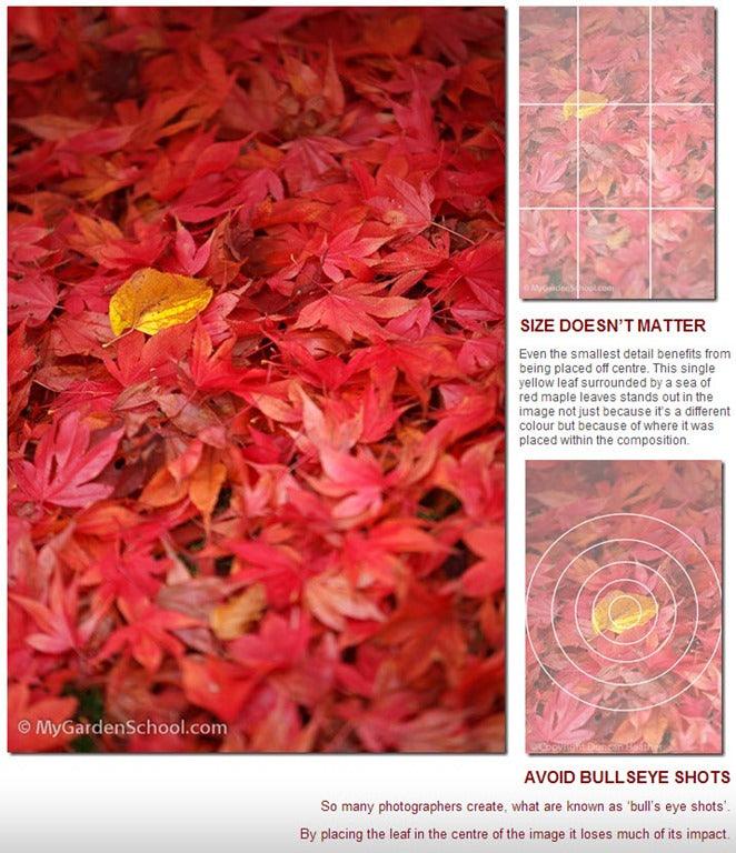 How to Compose a Photograph
